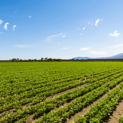 Tailored Workforce Solutions for Queensland Farms