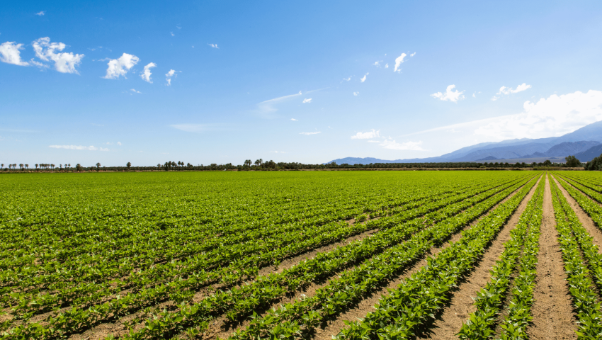 Tailored Workforce Solutions for Queensland Farms