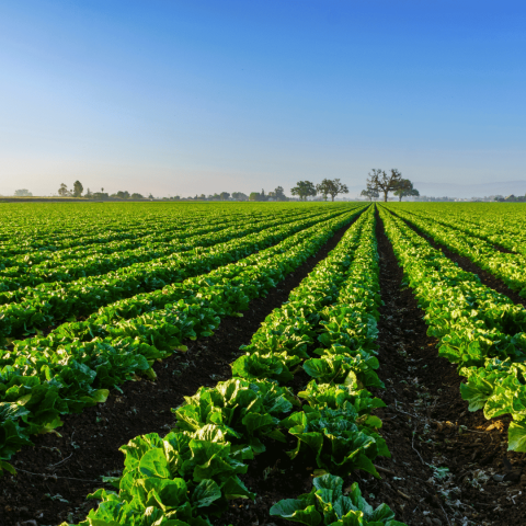 Adapting to Seasonal Workforce Needs in Australia