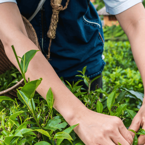 Ensuring Cultural Integration for Overseas Workers