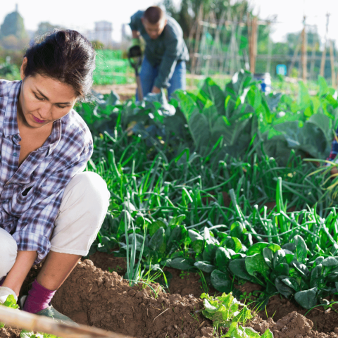 The Role of Overseas Workers in Australia’s Agriculture