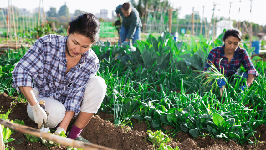 The Role of Overseas Workers in Australia’s Agriculture