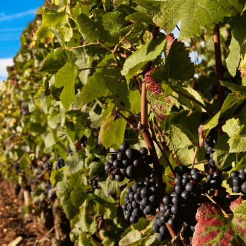 Supporting South Australia’s Vineyards with Skilled Labor