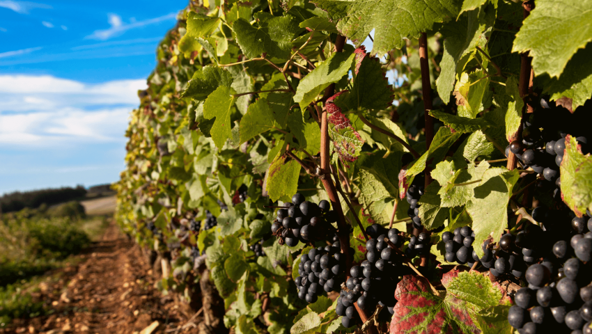 Supporting South Australia’s Vineyards with Skilled Labor